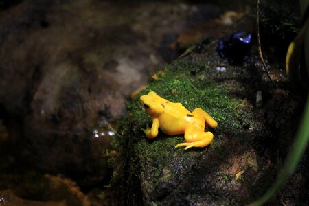 Poisonous animals amphibians photo