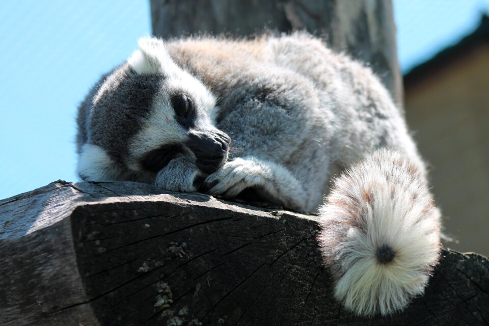 Lemurs nature close-up