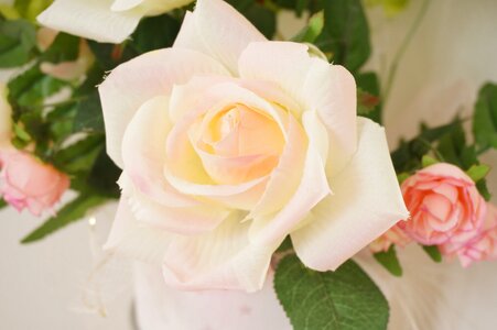 Rosaceae pink white