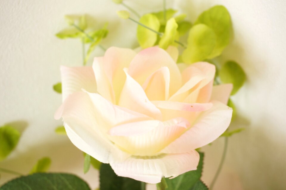 Rosaceae pink white