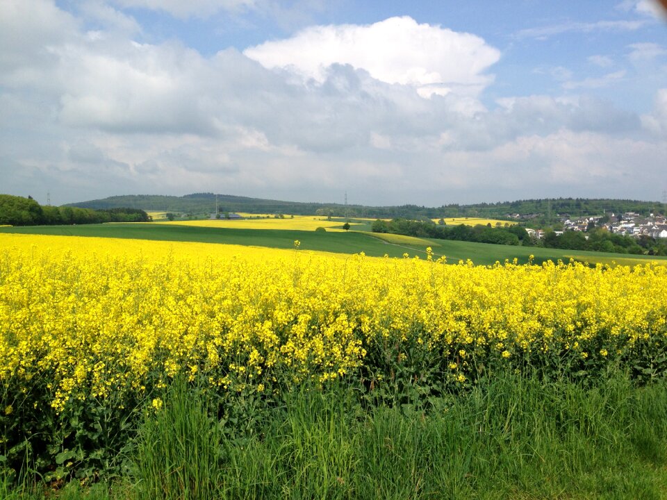 Rape field nature landscape