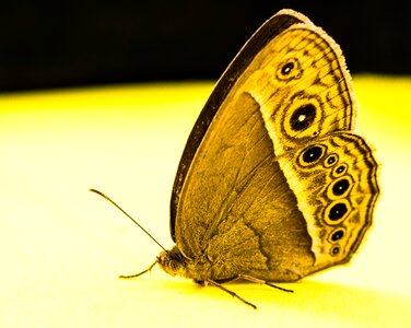 Butterfly insect Free photos
