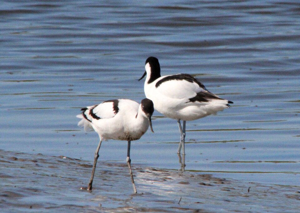 Watt bird water bird bird