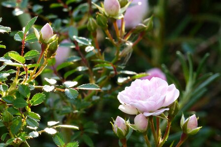 Pink rose bud
