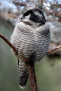 Bird nocturnal predator photo