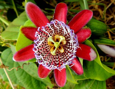 Flower fruit passion flower