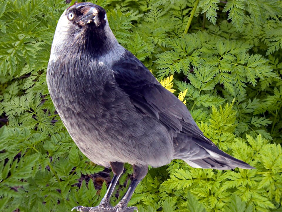Songbird songbird species corvidae