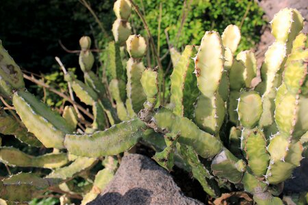 Rick rack cactus zig-zag cactus st anthony's rik-rak