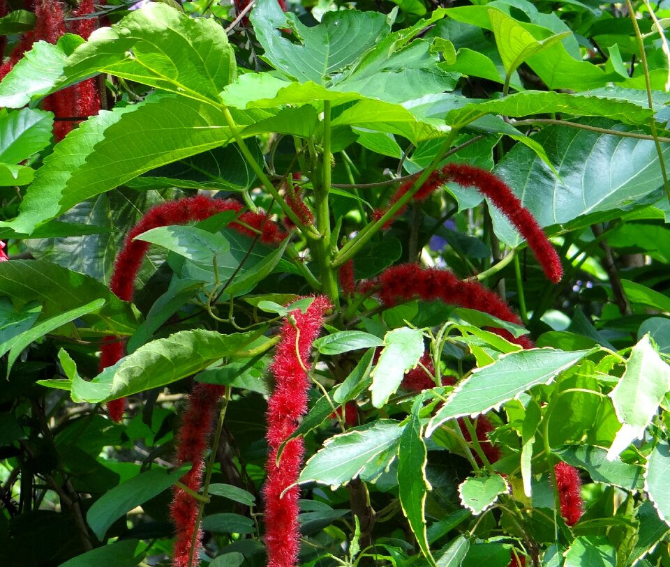 Shibjhul acalypha hispida flower