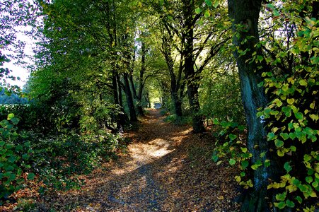 Trees autumn leaves
