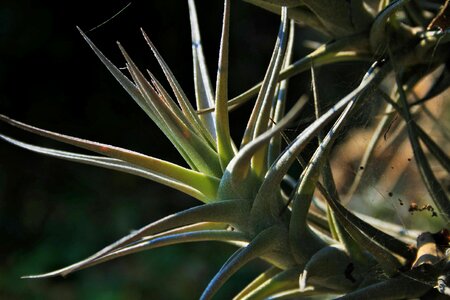 Air leaves spiky