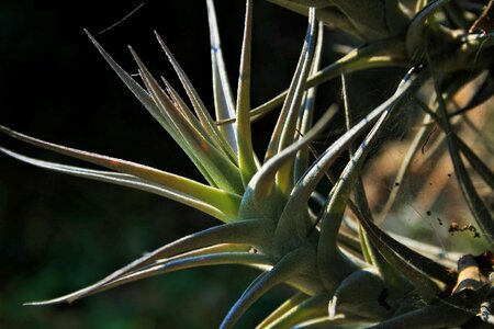 Air leaves spiky photo