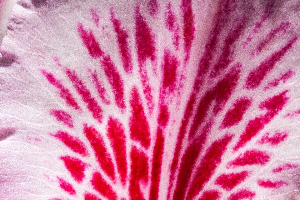 Bloom genus heather green