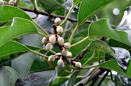 Spanish cherry medlar bullet wood