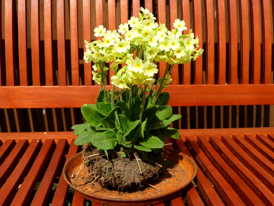 Forest primrose flower bloom