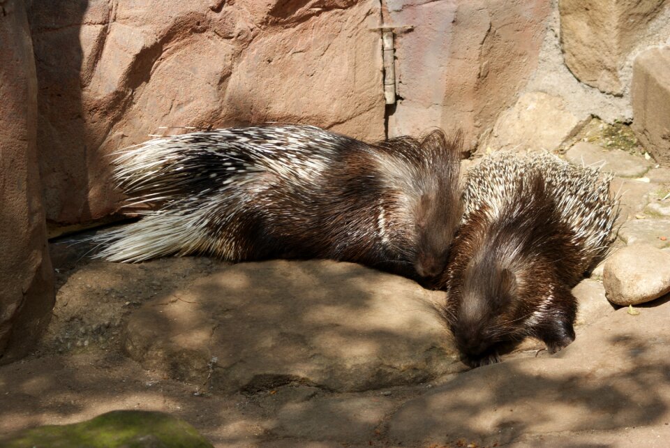 Porcupine animal nature