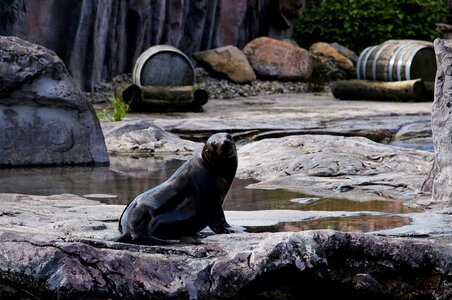 Rock enclosure zoo