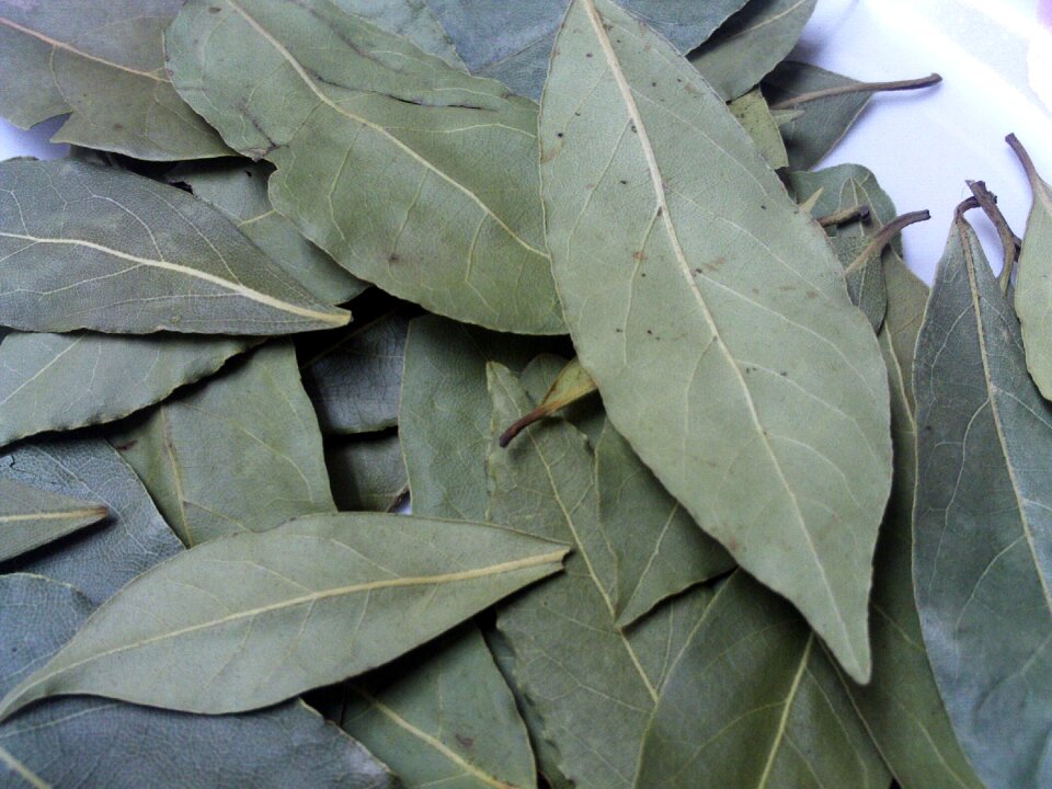 Aromatic herbs spices laurels