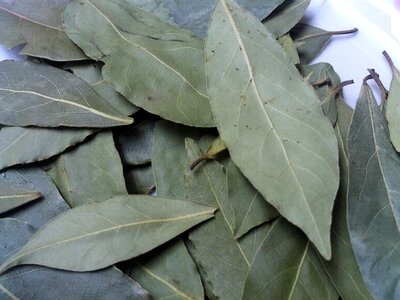 Aromatic herbs spices laurels