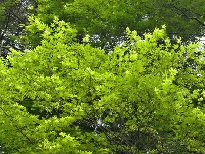 Fresh green maple leaf arboretum photo