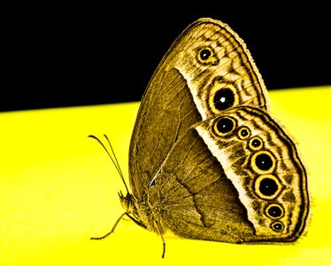 Butterfly insect Free photos