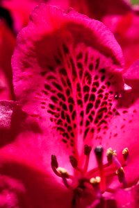 Bloom genus heather green