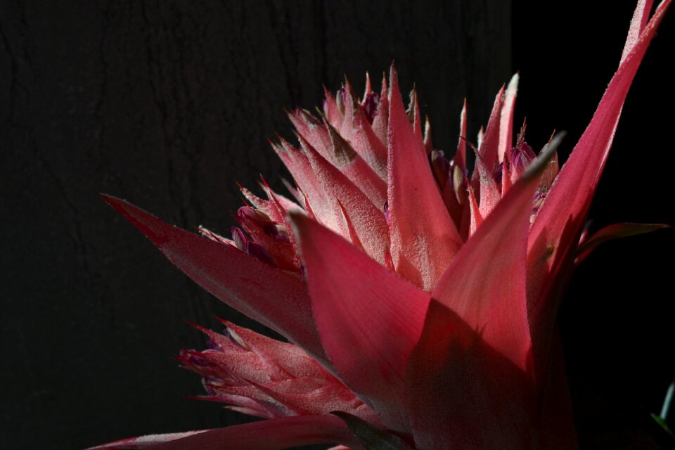 Flowers tropical pink