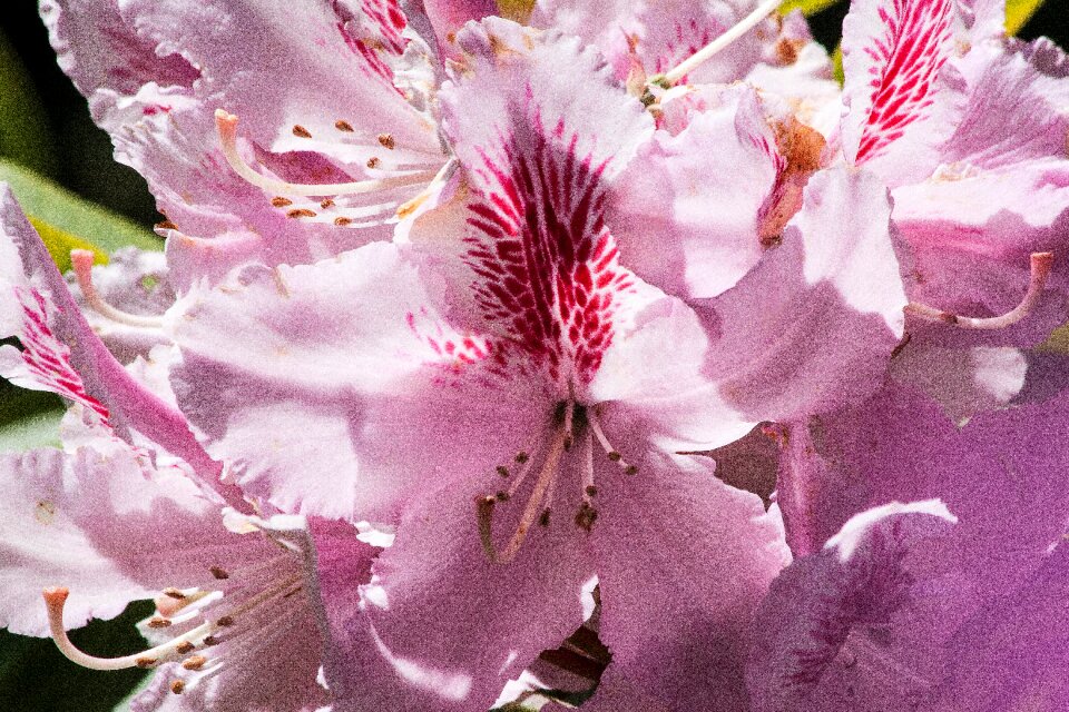 Bloom genus heather green