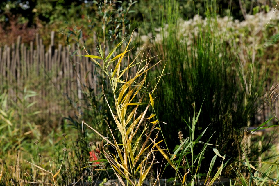 Horsetail green plant