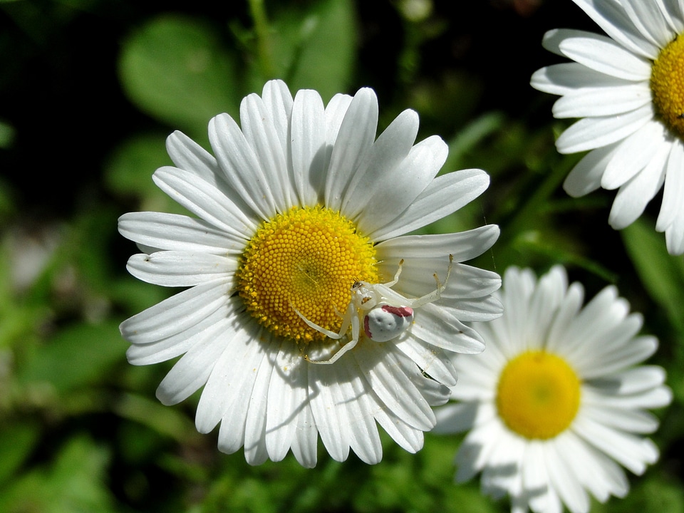 Flowers wildflower insect