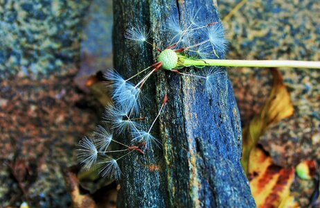 White tufts fluffy