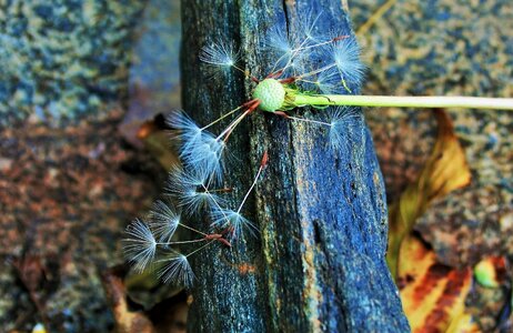 White tufts fluffy photo