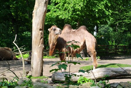Nature wild animals