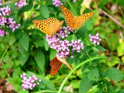 Butterfly forest nature photo