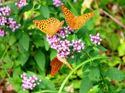 Butterfly forest nature