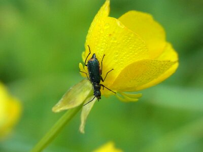 Nature macro close up photo