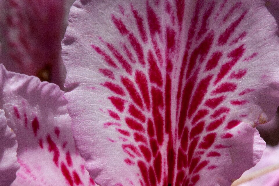 Bloom genus heather green