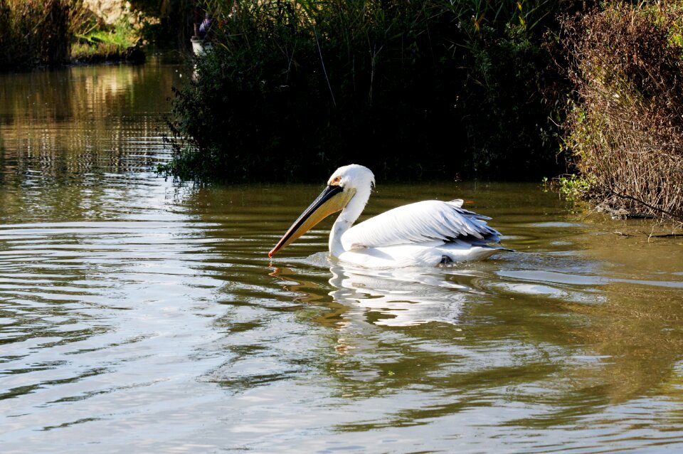 Floating water reed