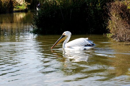 Floating water reed
