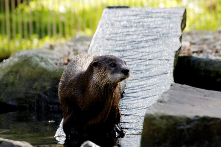 Enclosure animal zoo