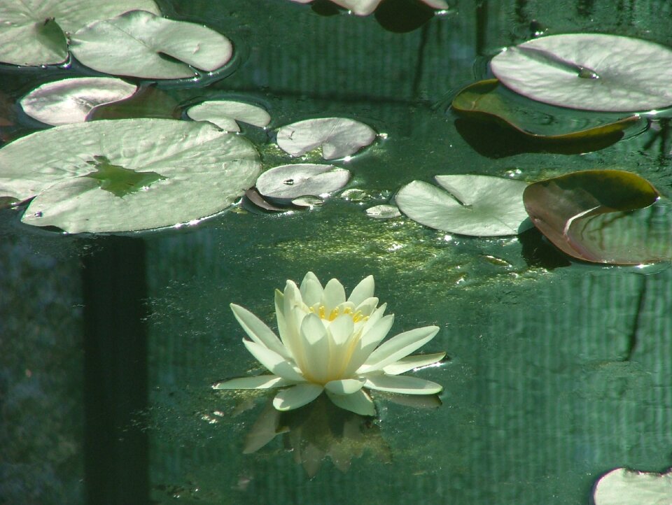 Swamp water nature