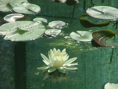 Swamp water nature