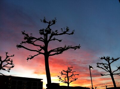Plane trees sky clouds
