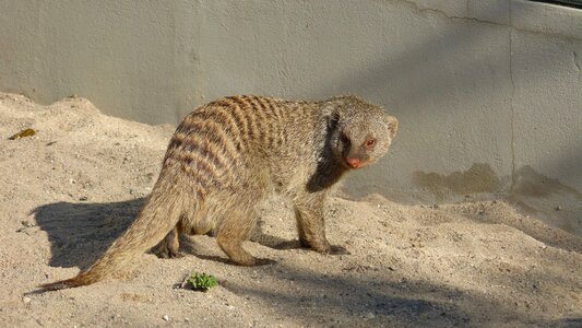 Mongoose predator hunter