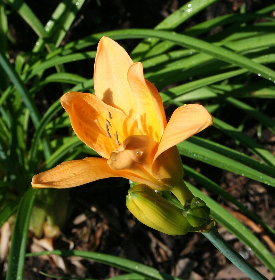 Natural blossom bloom
