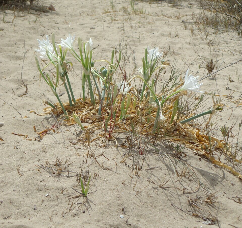 Arid landscape beach sea