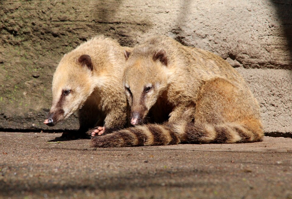 Proboscis bear small bear animal