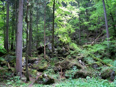 Rock spruce bavaria photo
