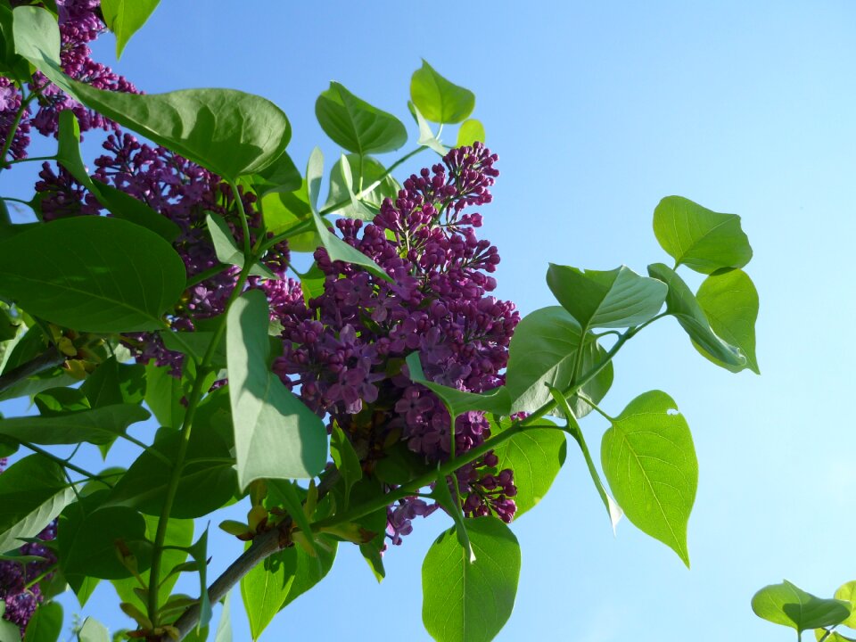 Bloom flower bloom