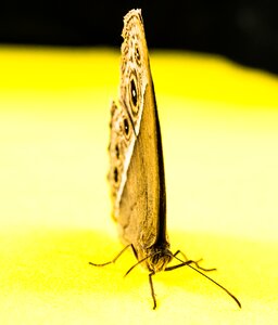 Butterfly insect Free photos